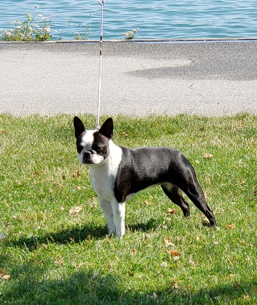 O fee nougatine aka ondine Sweeties Doggies