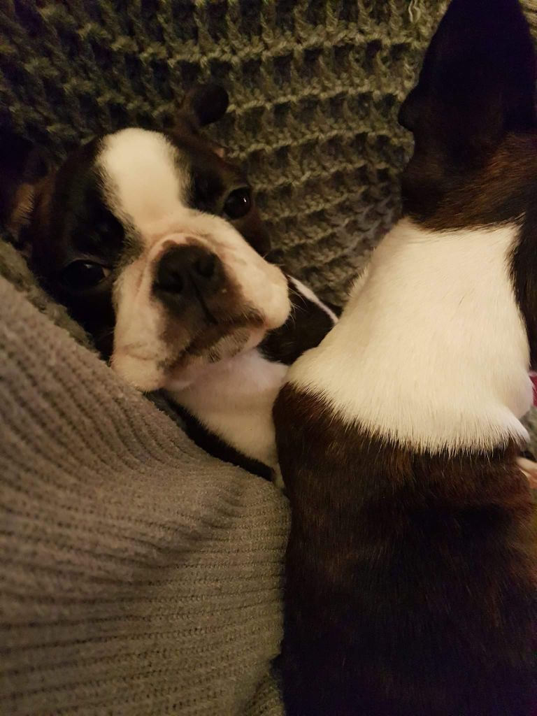 de la Source Sainte Pétronille - Boston Terrier - Portée née le 02/10/2018
