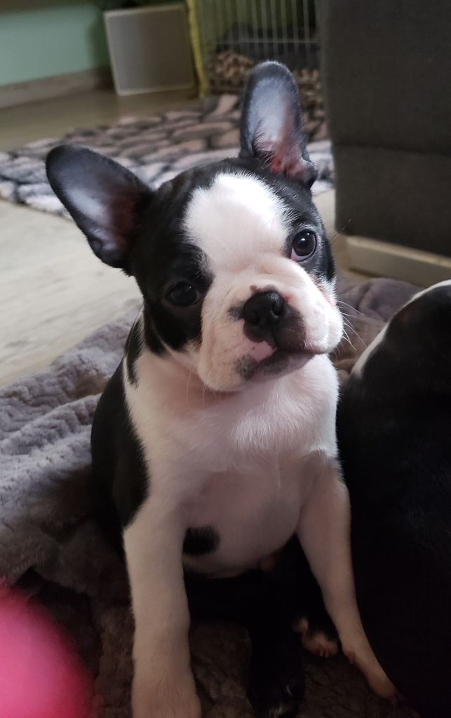 de la Source Sainte Pétronille - Boston Terrier - Portée née le 21/01/2020