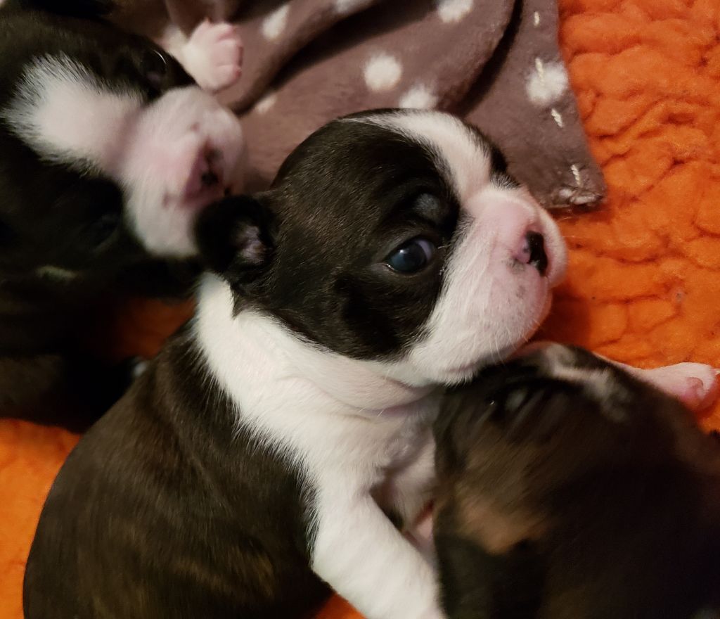 de la Source Sainte Pétronille - Boston Terrier - Portée née le 05/01/2019